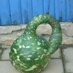 Gourde Amphore Gourde Amphore