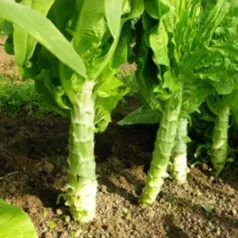 Laitue Asperge (Laitue romaine Celtuce) Laitue Asperge (Laitue romaine Celtuce)