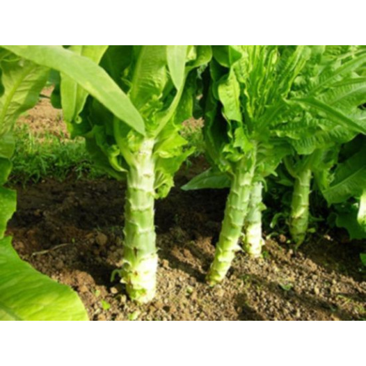 Laitue Romaine Celtuce ou Laitue Asperge