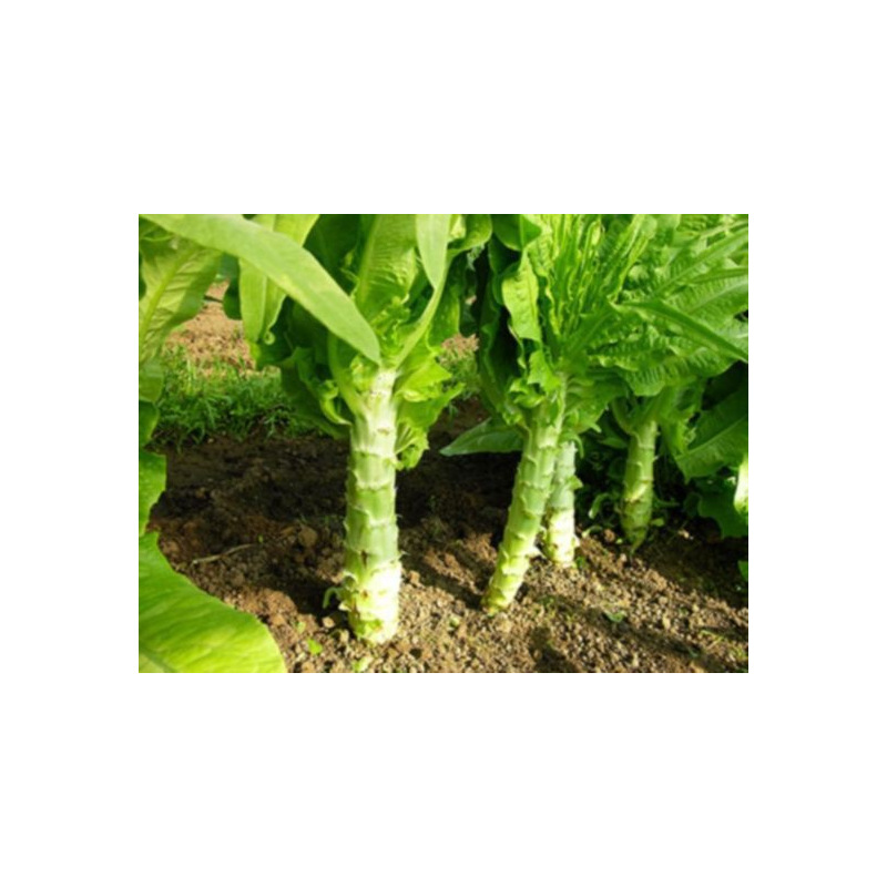 Graines bio de Laitue Romaine Celtuce ou Laitue Asperge