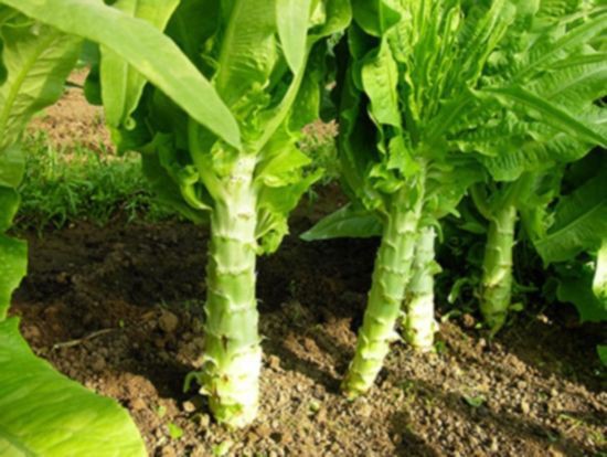 Laitue Romaine Celtuce ou Laitue Asperge