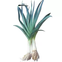 Poireau  d'hiver Bleu de Solaise Poireau  d'hiver Bleu de Solaise