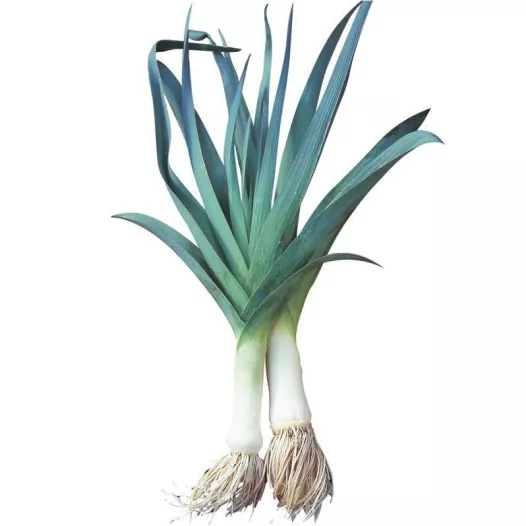 Poireau  d'hiver Bleu de Solaise