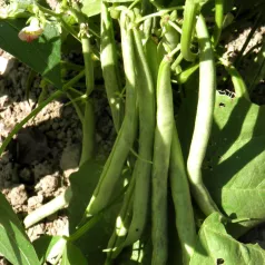 Haricot nain mangetout Codair bio - Semailles Haricot nain mangetout Codair bio - Semailles