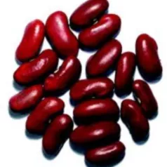 Haricot nain à écosser Flageolet rouge Haricot nain à écosser Flageolet rouge