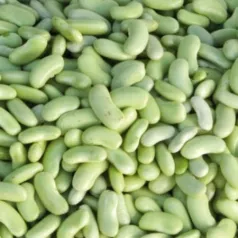 Haricot nain à écosser Flageolet Chevrier vert Haricot nain à écosser Flageolet Chevrier vert