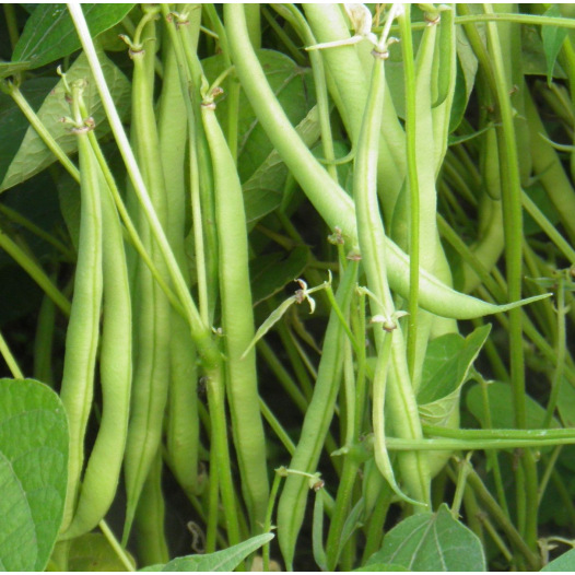 Haricot nain mangetout Roi des Belges