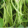 Haricot nain mangetout Roi des Belges