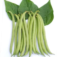 Haricot nain mangetout Maxi Haricot nain mangetout Maxi
