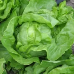 Kropsla (zomer-) Grosse Blonde Paresseuse Kropsla (zomer-) Grosse Blonde Paresseuse