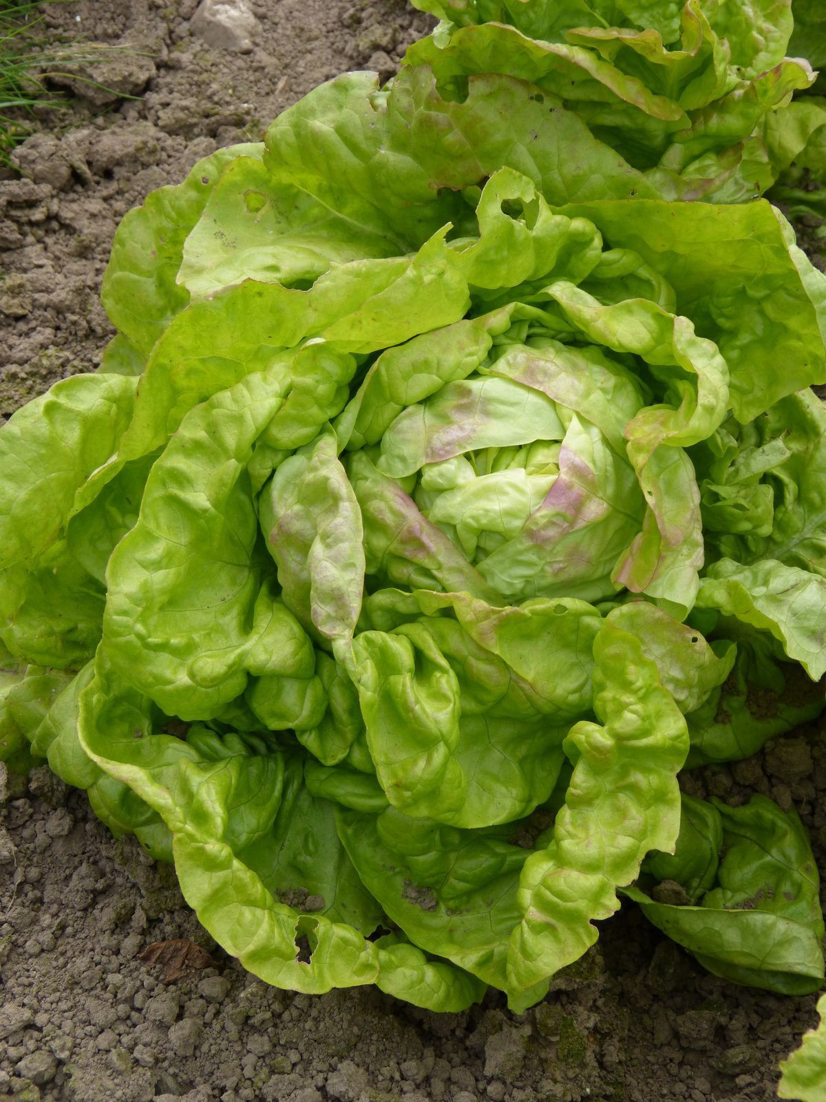 Graines bio de Laitue pommée de printemps Reine de mai