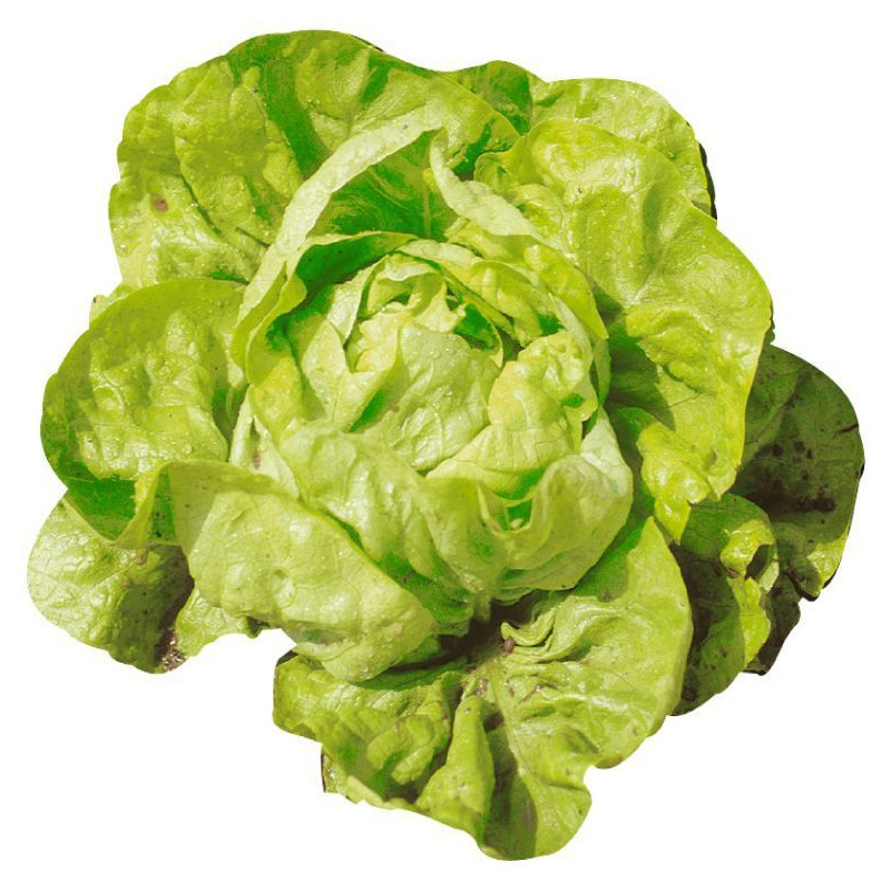Pommée Recette : Laitue Pommée D&#039;été Kagraner
