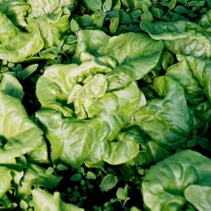 Kropsla (4 seizoenen-) Appia Kropsla (4 seizoenen-) Appia