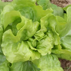 Laitue pommée de printemps Express Laitue pommée de printemps Express