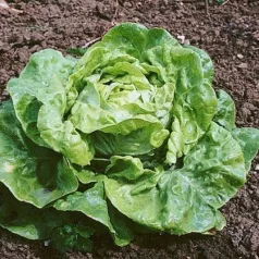 Kropsla (zomer-) Gloire de Nantes Kropsla (zomer-) Gloire de Nantes