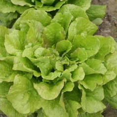Laitue romaine Chicon des Charentes Laitue romaine Chicon des Charentes
