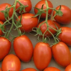 Tomates de Bérao Tomates de Bérao