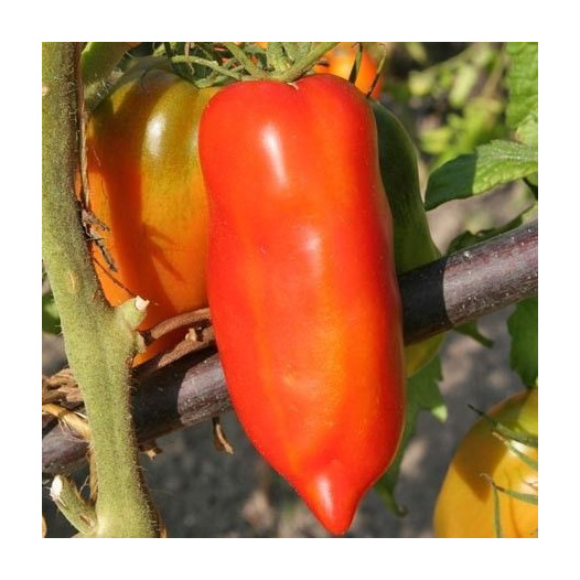 Tomate Cornue des Andes