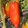 Tomate des Andes