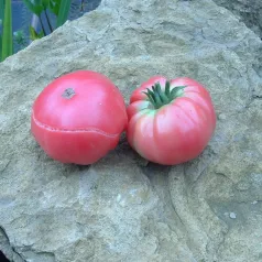 Tomate Géante d'Orembourg Tomate Géante d'Orembourg