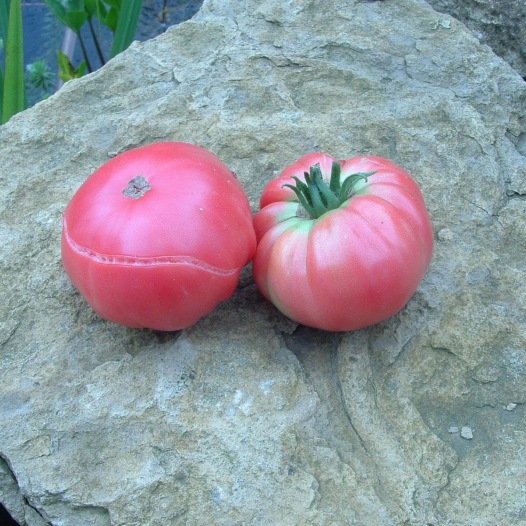 Tomate Géante d'Orembourg