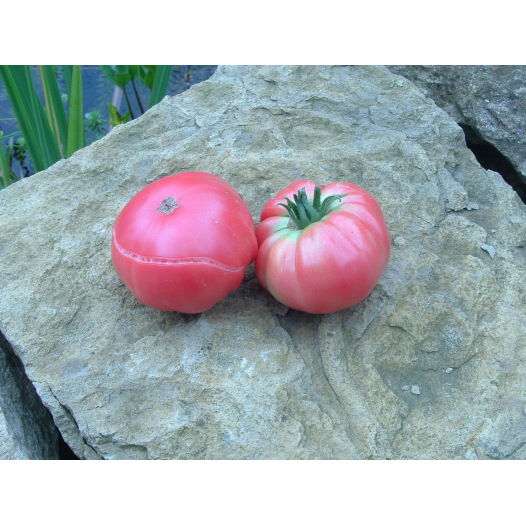 Tomate Géante d'Orembourg