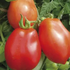 Tomate Roma Tomate Roma