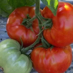 Tomate Saint Pierre Tomate Saint Pierre