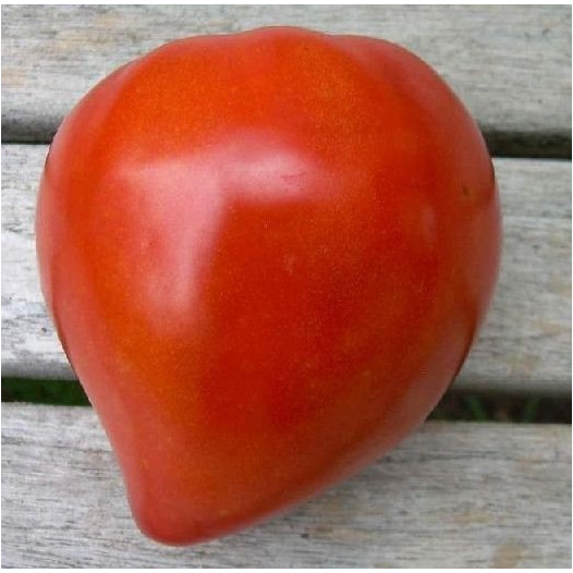 Tomate Coeur de boeuf