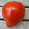 Tomate Coeur de boeuf