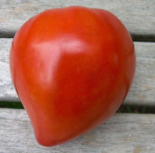 Tomate Coeur de Boeuf / Oxhearth Tomato