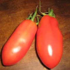 Tomate San Marzano Tomate San Marzano