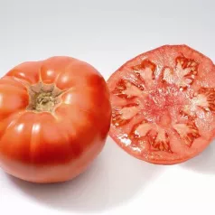 Tomaat Marmande Tomaat Marmande