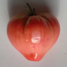 Rose tomaat coeur de boeuf Rose tomaat coeur de boeuf