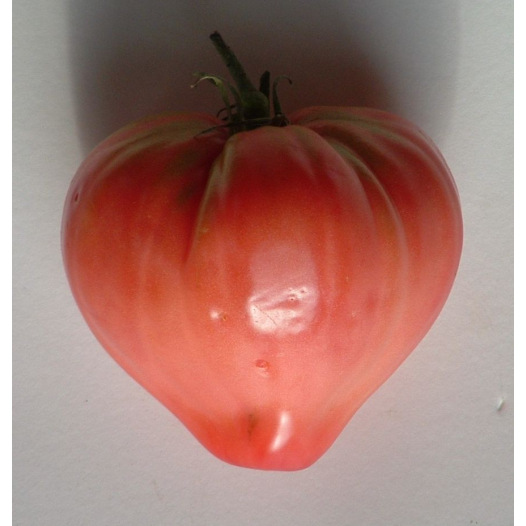 Tomate Coeur de Boeuf Rose