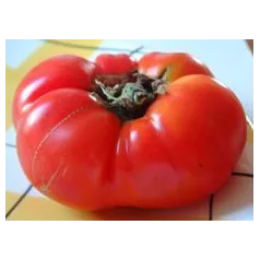 Tomate Sasha Altaï Tomate Sasha Altaï