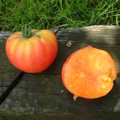 Tomate German Gold Tomate German Gold