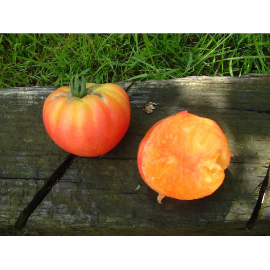 Tomate German Gold