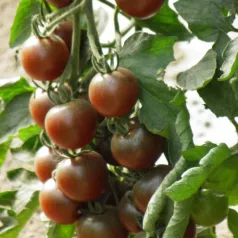 Kerstomaat Black Cherry Kerstomaat Black Cherry