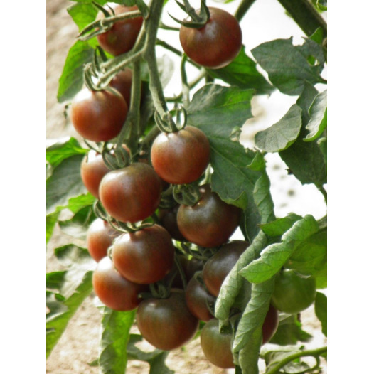 Tomate cerise Black Cherry