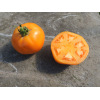 Tomate Yellow Belgian