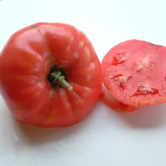 Tomate Rose de Berne Tomate Rose de Berne