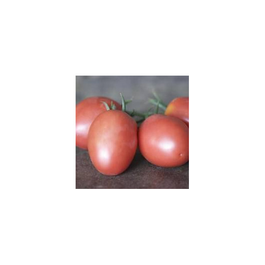 Tomate Olirose de St Domingue