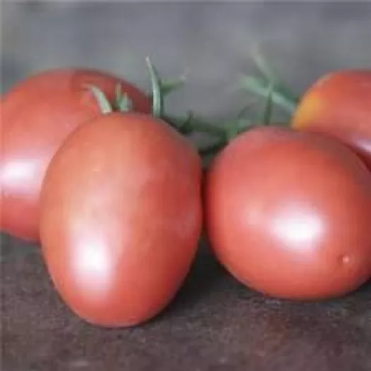 Tomate Olirose de Saint Domingue