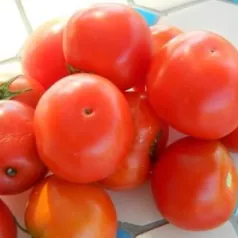 Tomate Joyau d'Idaho Tomate Joyau d'Idaho