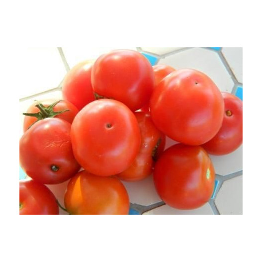 Tomate Joyau d'Idaho