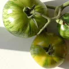 Tomate Green Zebra Tomate Green Zebra