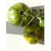 Tomate Green Zebra