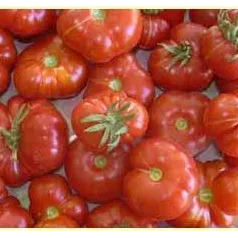 Kerstomaat Calabash rood Kerstomaat Calabash rood