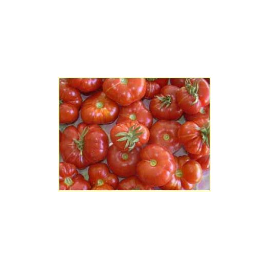 Tomate cerise Calabash rouge